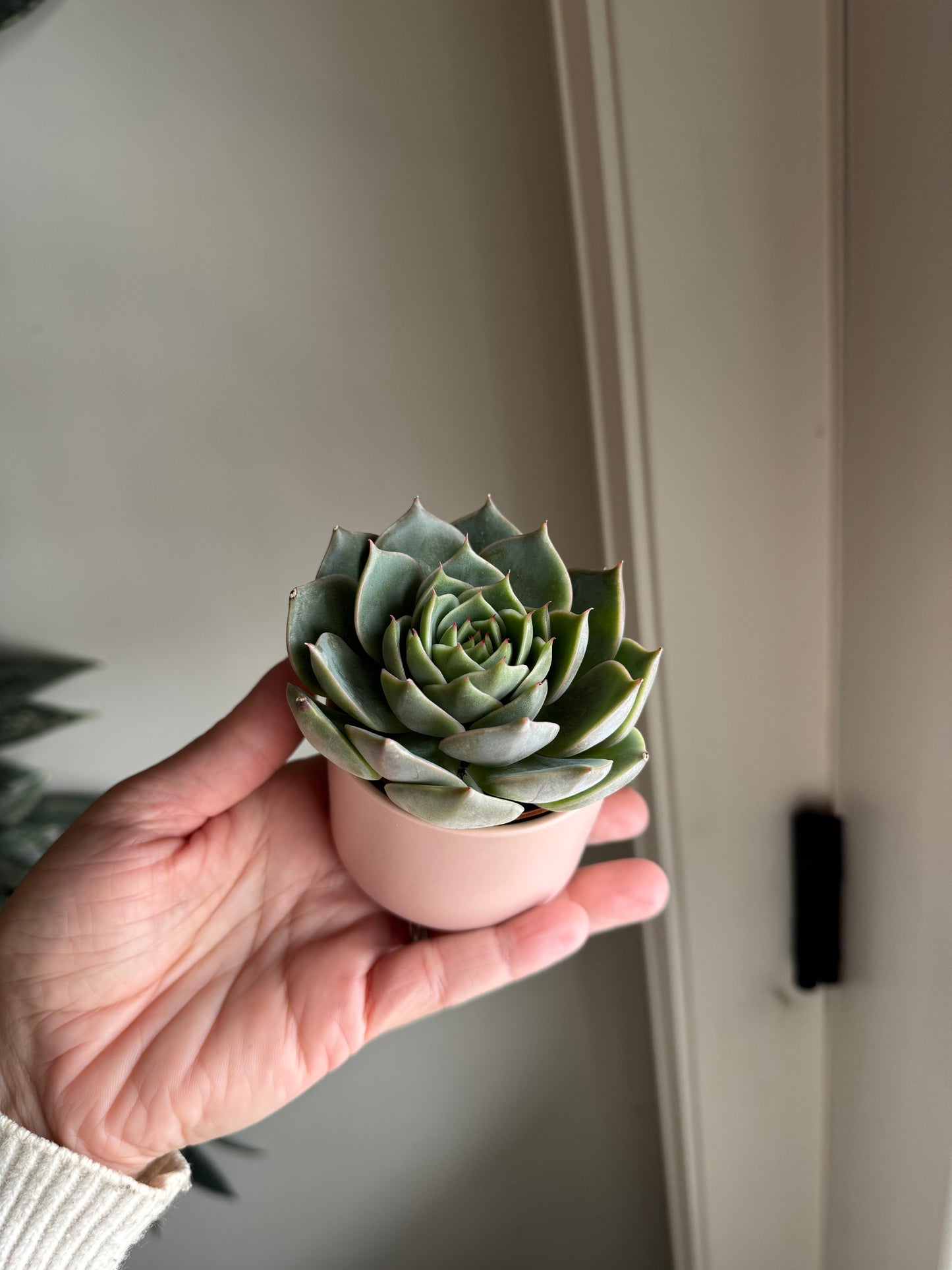 Valentine's Day Succulents