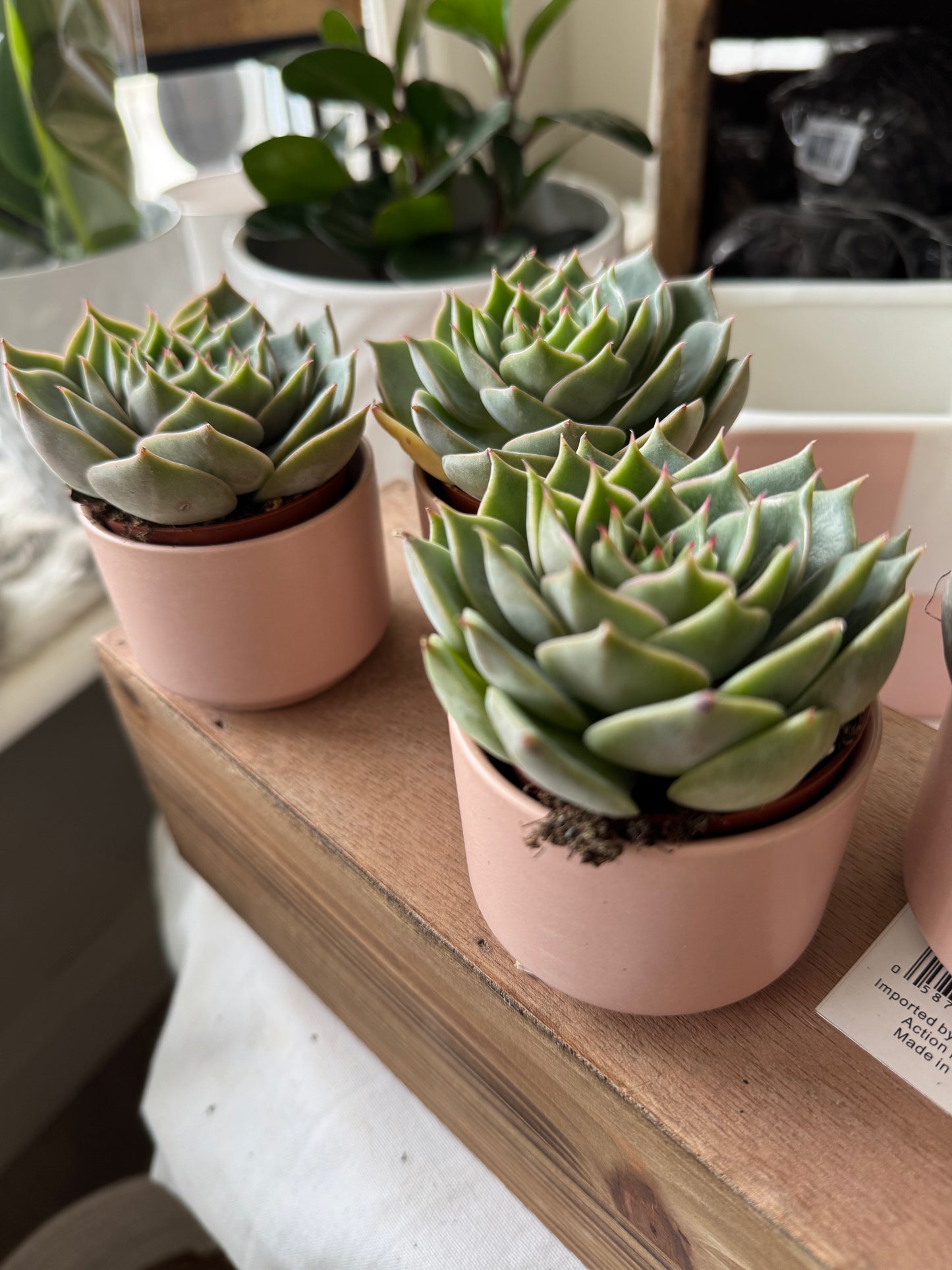 Valentine's Day Succulents