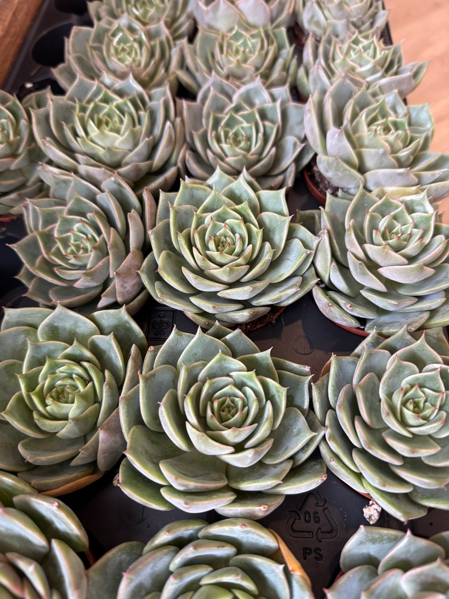 Valentine's Day Succulents