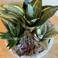 Mixed Succulent Planter in Ceramic Bowl