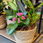 Small Indoor Planter