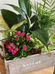 Distressed Wooden Crate with Tropical Plants