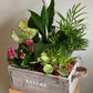 Distressed Wooden Crate with Tropical Plants