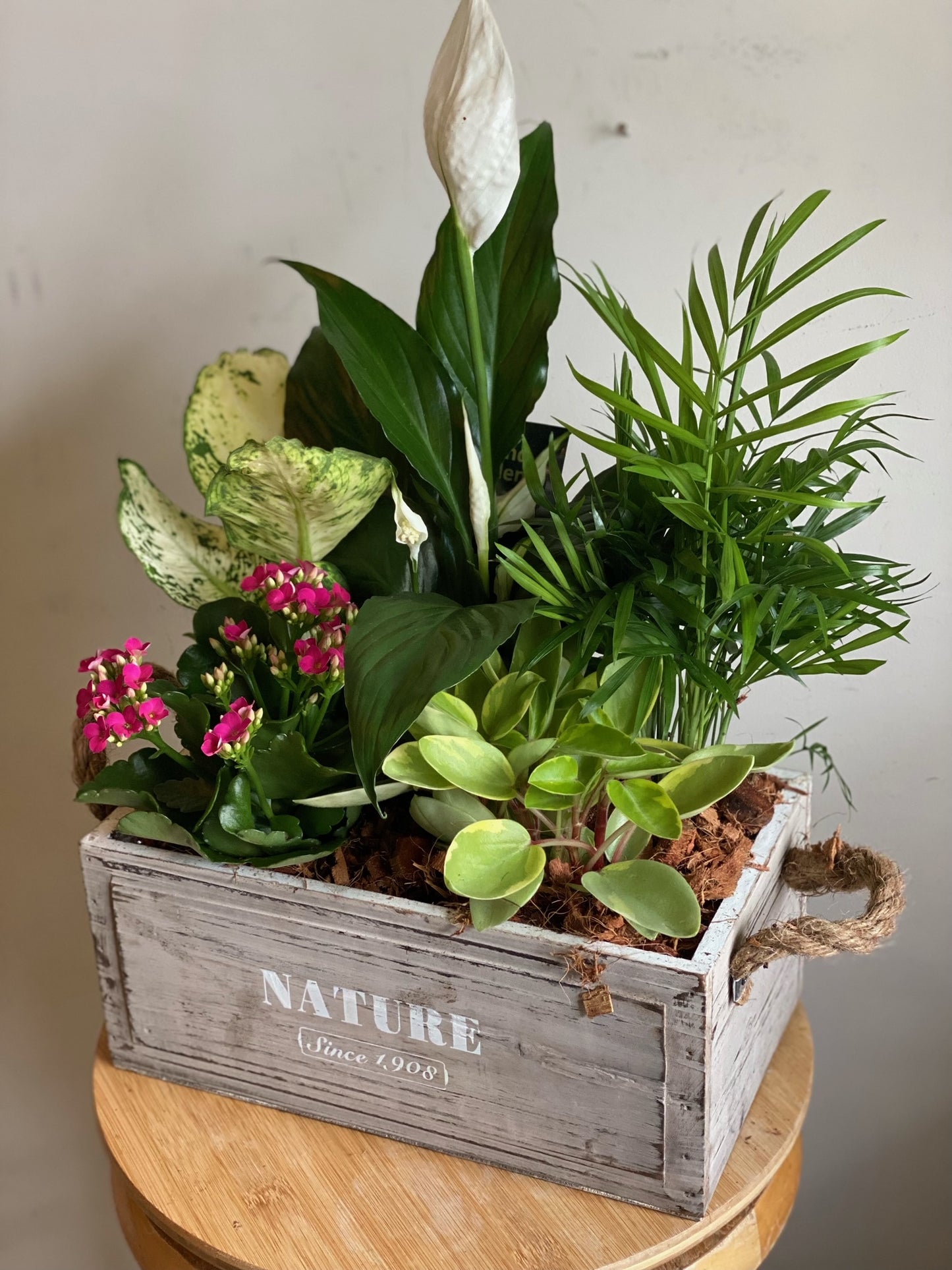 Distressed Wooden Crate with Tropical Plants