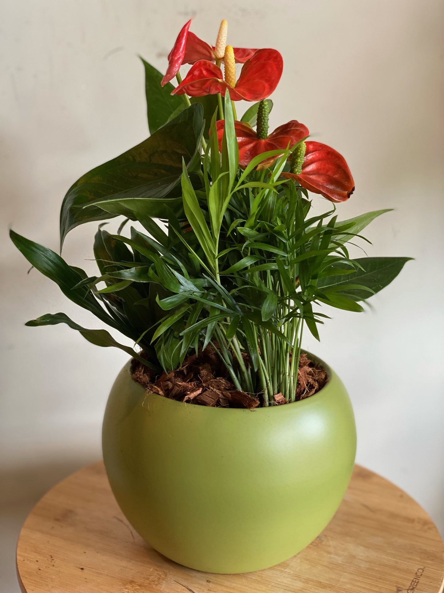 Small Anthurium Mixed Planter