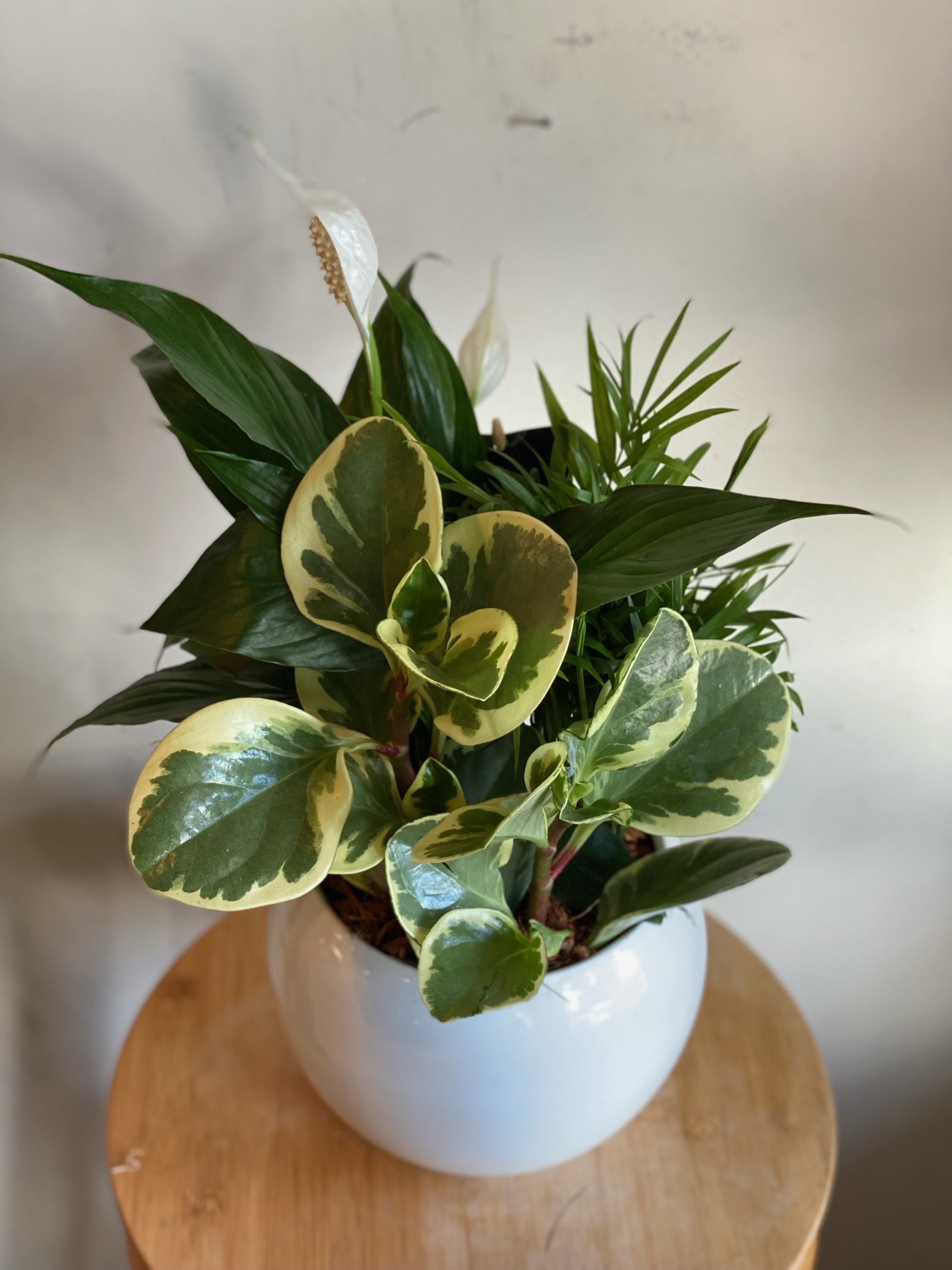 pots for anthurium Small Anthurium Mixed Planter – Elora St. Flowers