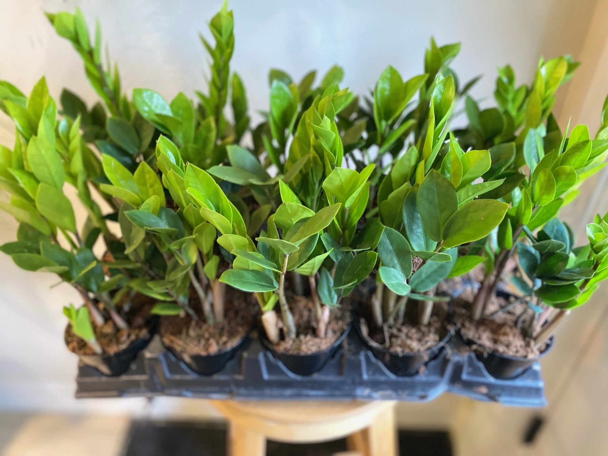 zz plant near me ZZ Plant – Elora St. Flowers