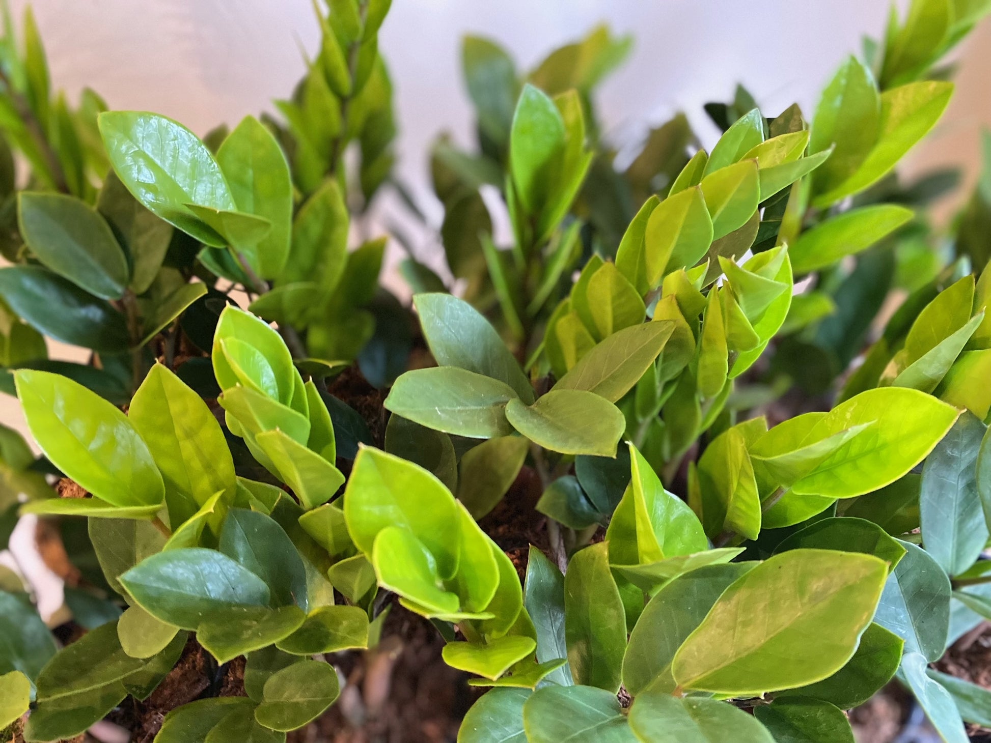 zz plant toronto ZZ Plant – Elora St. Flowers