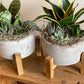 Mixed Succulent Garden in Concrete Pot with Stand