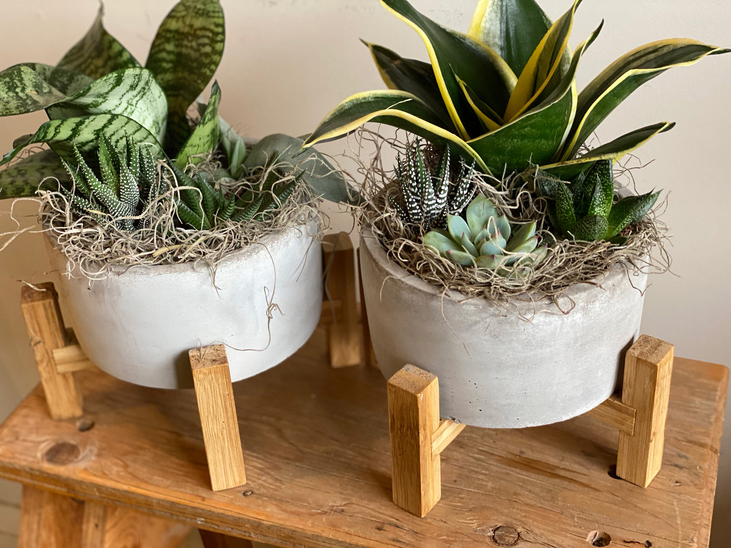 Mixed Succulent Garden in Concrete Pot with Stand