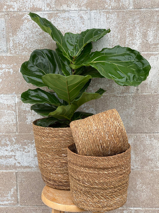 Tall Natural Seagrass Basket with Plastic Liner