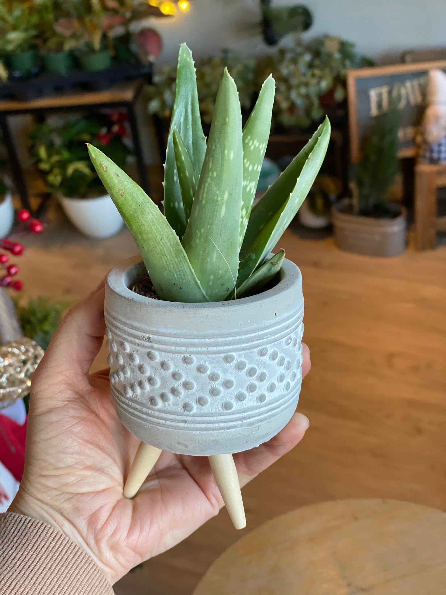 Tripod Succulent