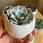 Mini Succulent in a White Pot