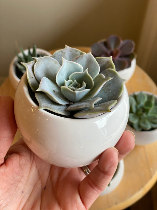 Mini Succulent in a White Pot