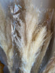 Champagne Pampas Grass