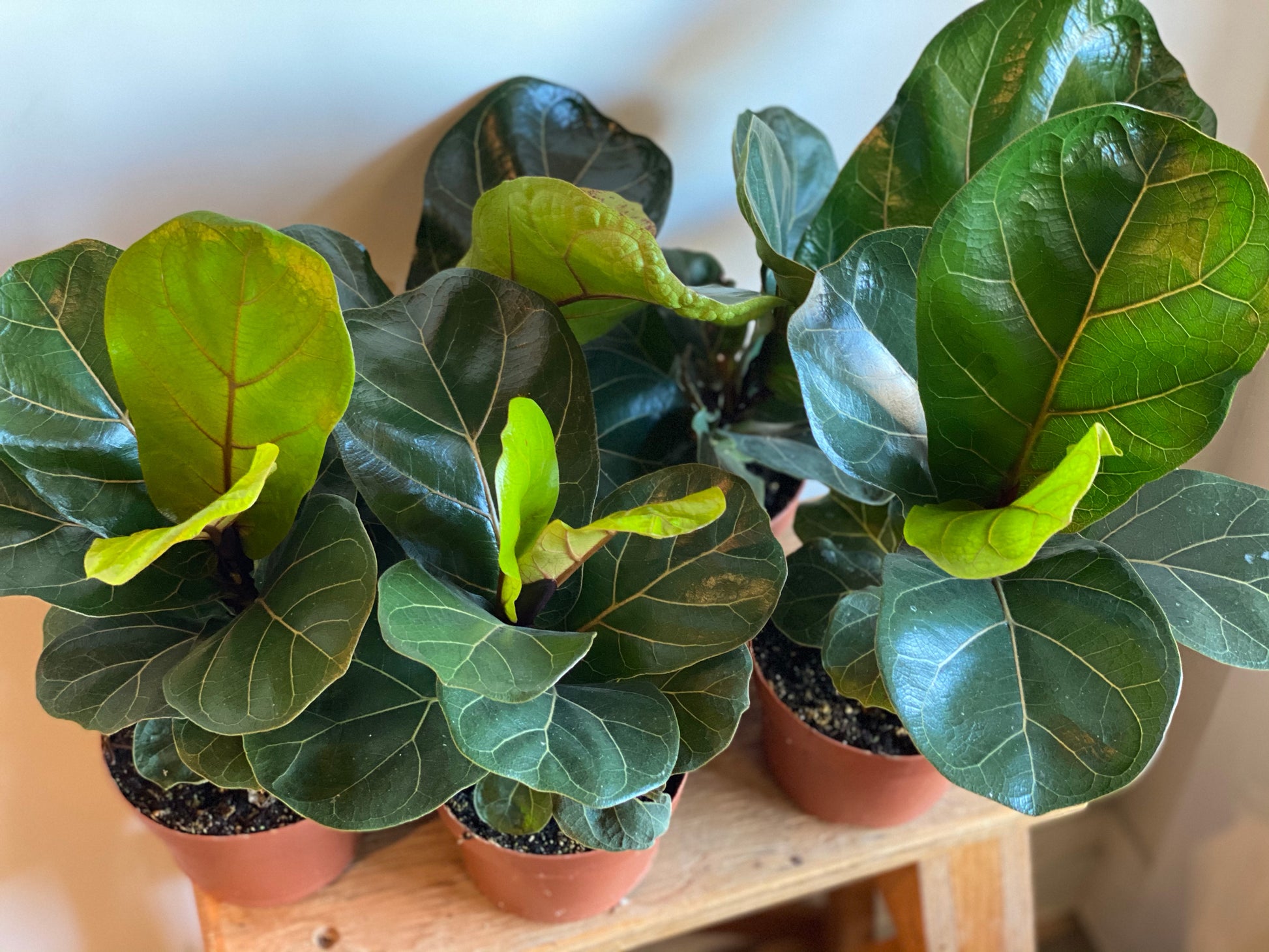 fiddle leaf fig calgary Dwarf Fiddle Leaf Fig – Elora St. Flowers