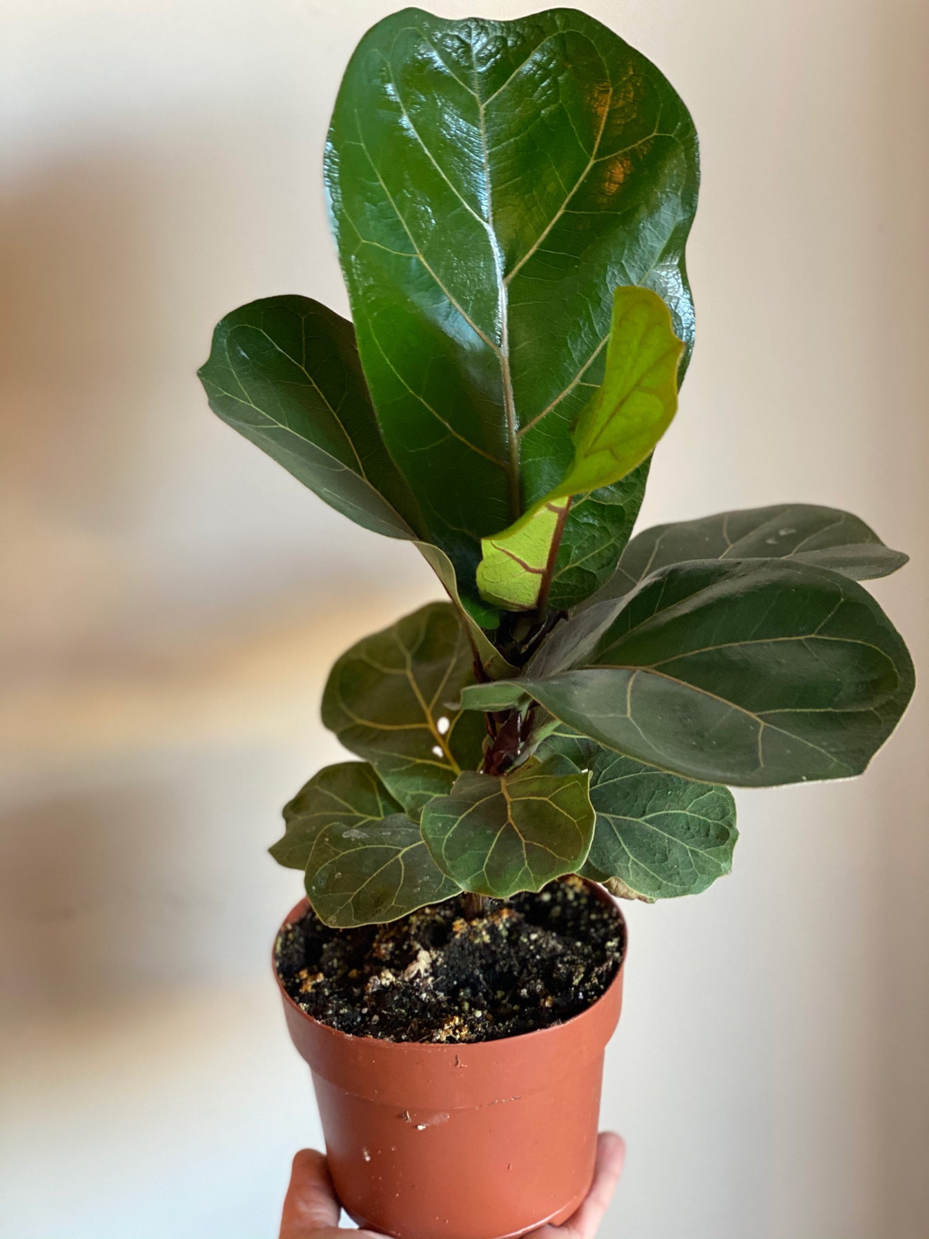 Dwarf Fiddle Leaf Fig Elora St. Flowers