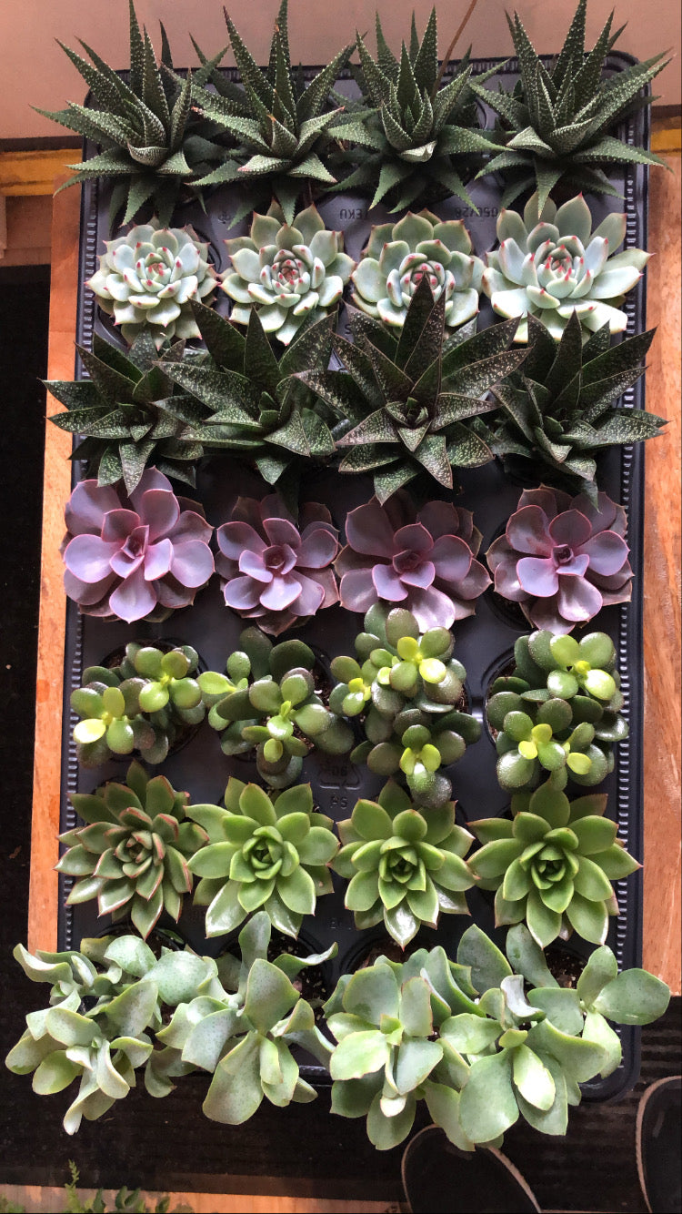 Succulents