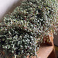 Pilea Aquamarine