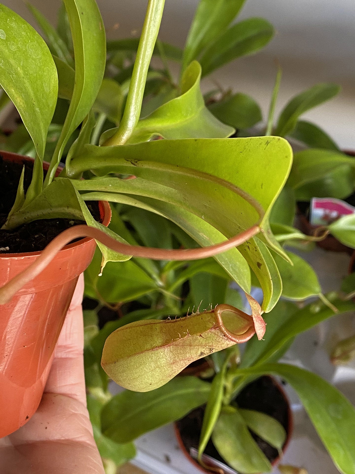 Asian Pitcher Plant