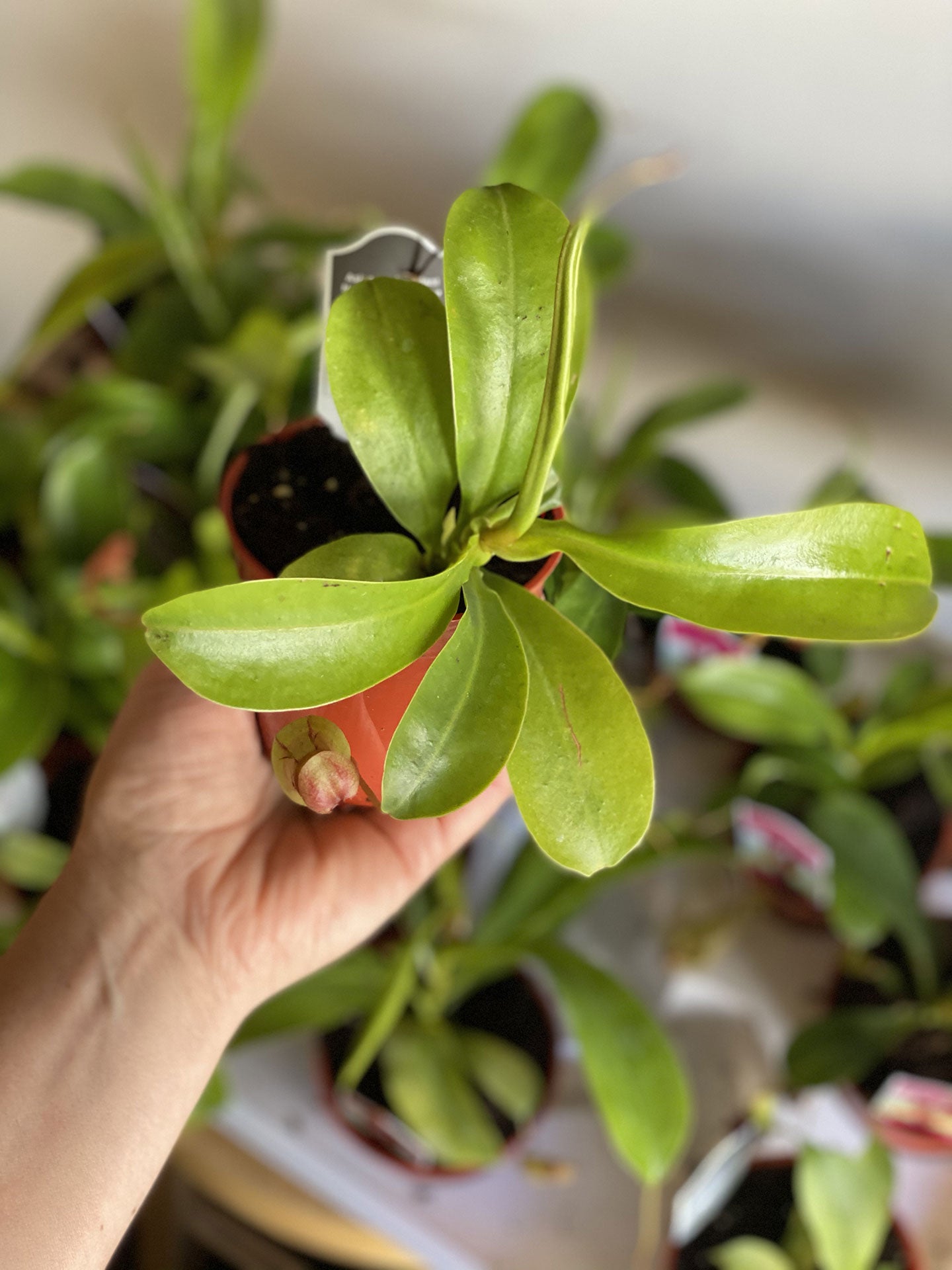 Asian Pitcher Plant