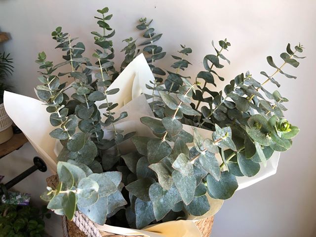 Fresh Spiral Eucalyptus Bunch