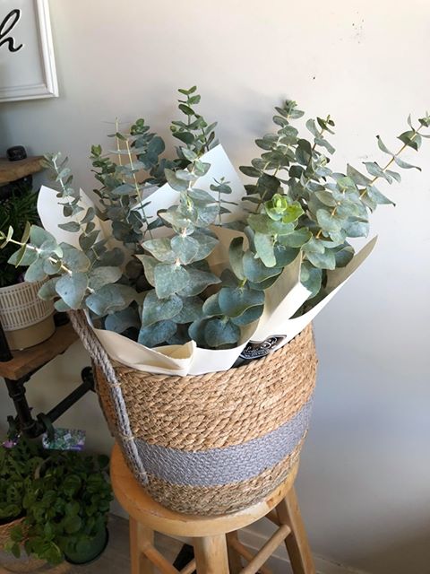 Fresh Spiral Eucalyptus Bunch