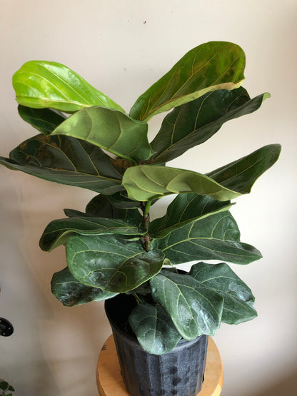 Fiddle Leaf Fig