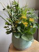 Tropical Container Garden
