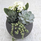 Succulent Garden in Round Pot