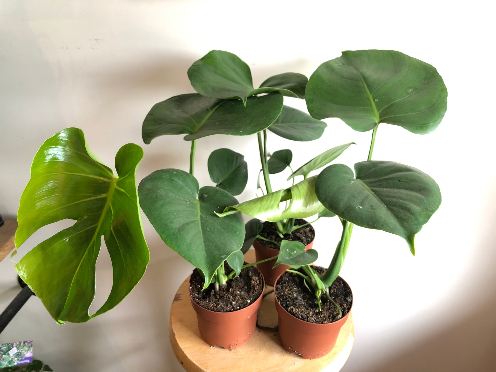 10 inch monstera Monstera Plant – Elora St. Flowers