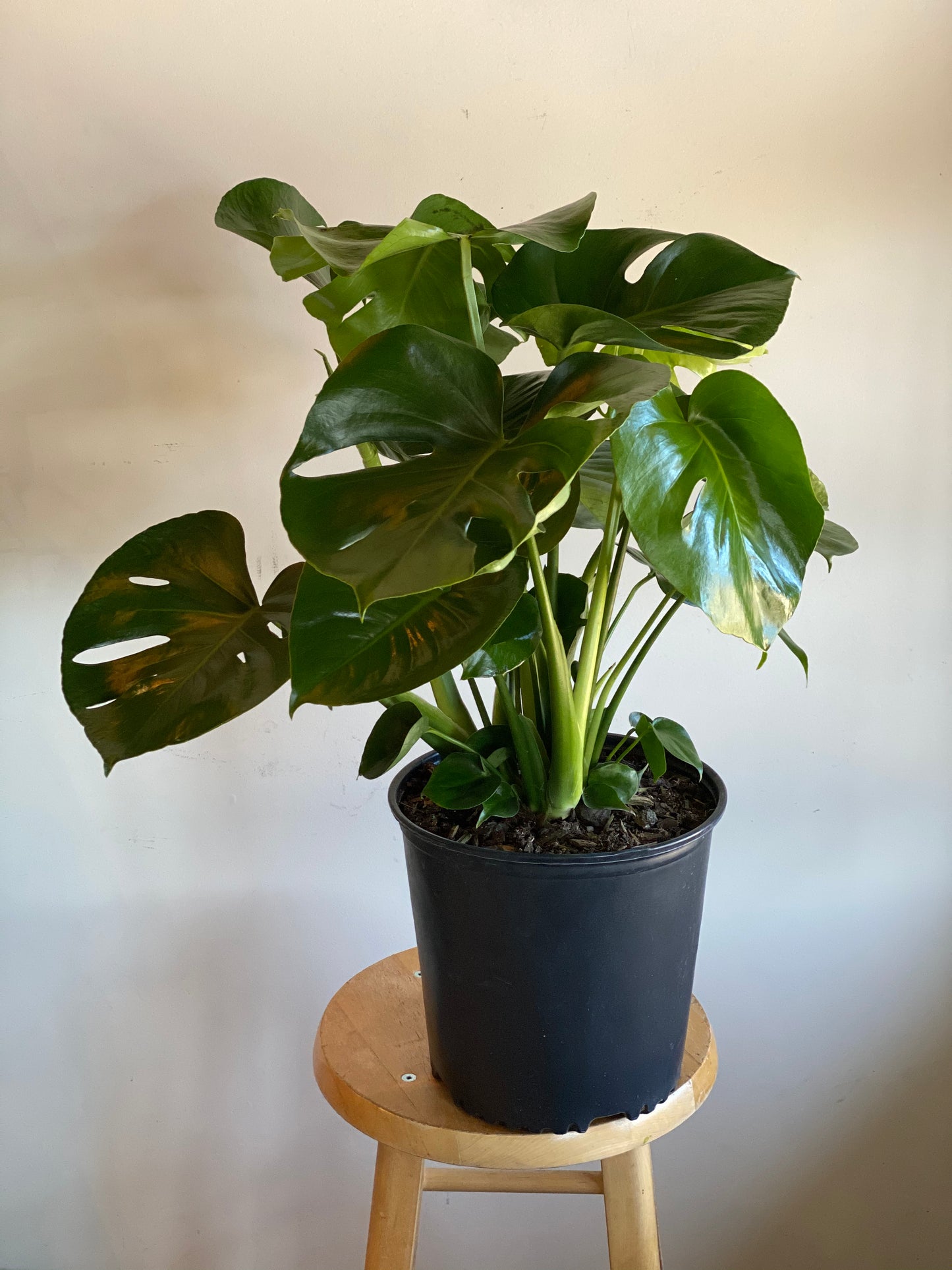 Monstera Plant