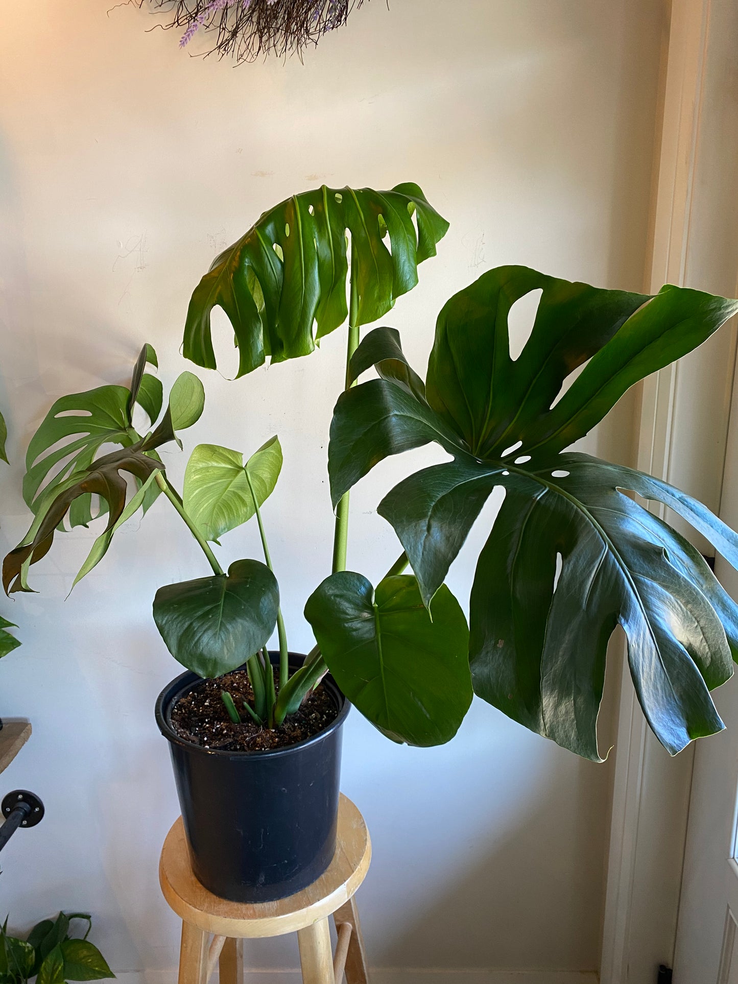 Monstera Plant