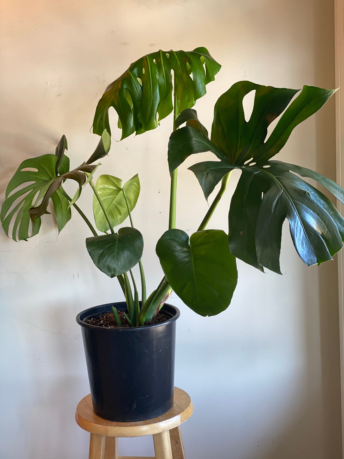 Monstera Plant