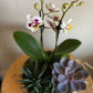 Orchid and Succulent Indoor Garden Planter