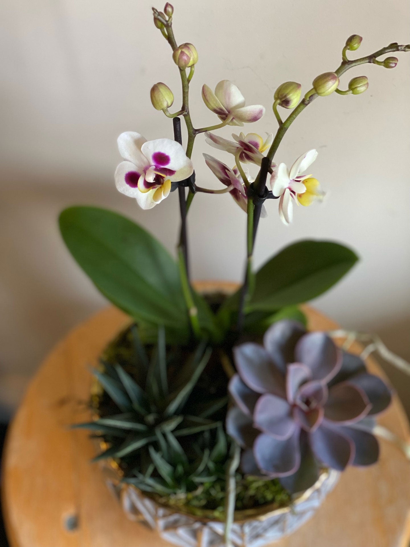 Orchid and Succulent Indoor Garden Planter