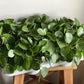 Friendship Plant (Pilea Peperomioides)