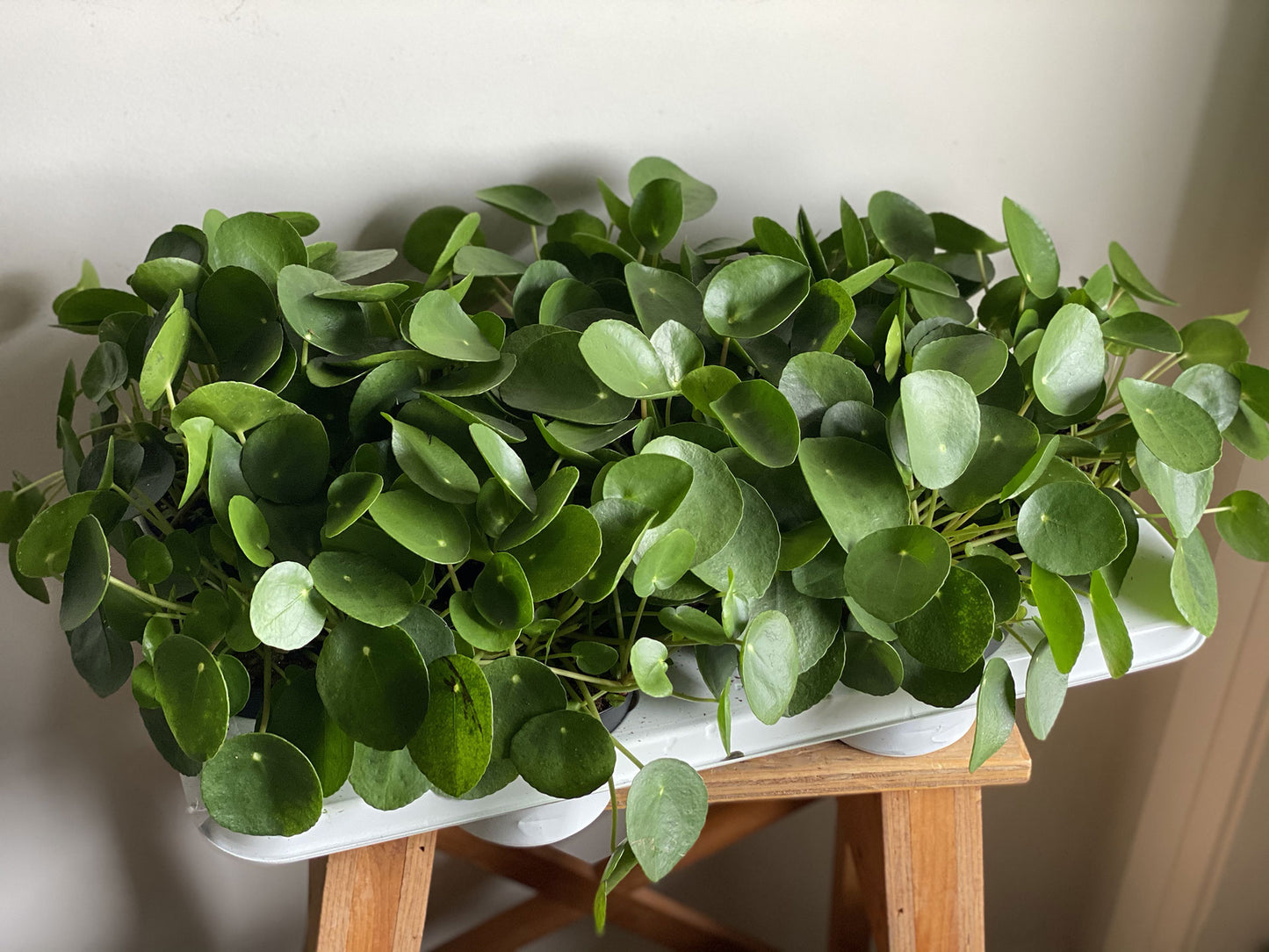 Friendship Plant (Pilea Peperomioides)