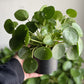 Friendship Plant (Pilea Peperomioides)