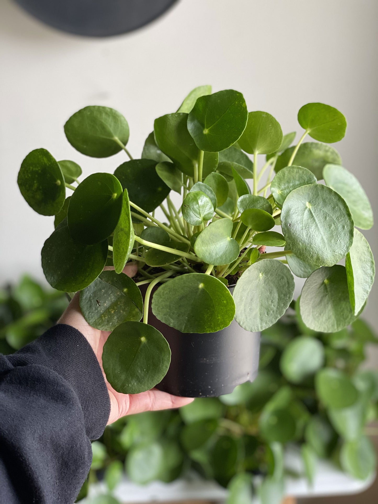 Friendship Plant (Pilea Peperomioides)