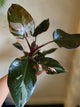 Pink Princess Philodendron