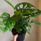 Swiss Cheese Philodendron