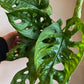 Swiss Cheese Philodendron