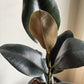 Burgundy Rubber Plant
