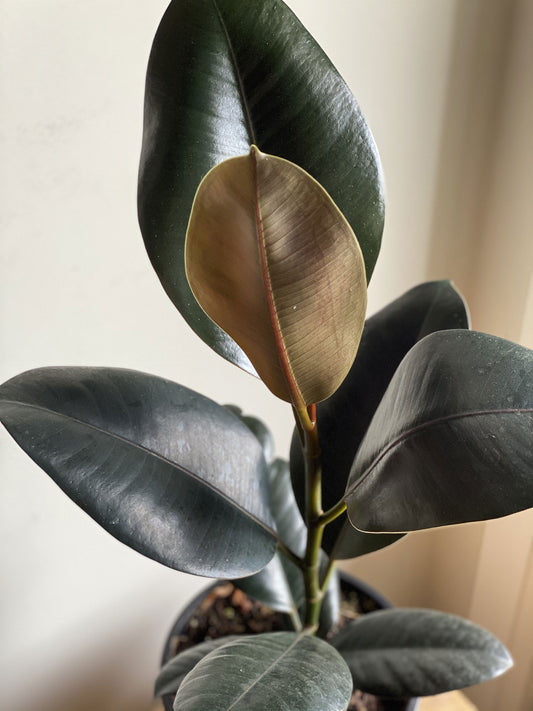 Burgundy Rubber Plant