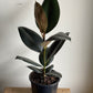 Burgundy Rubber Plant