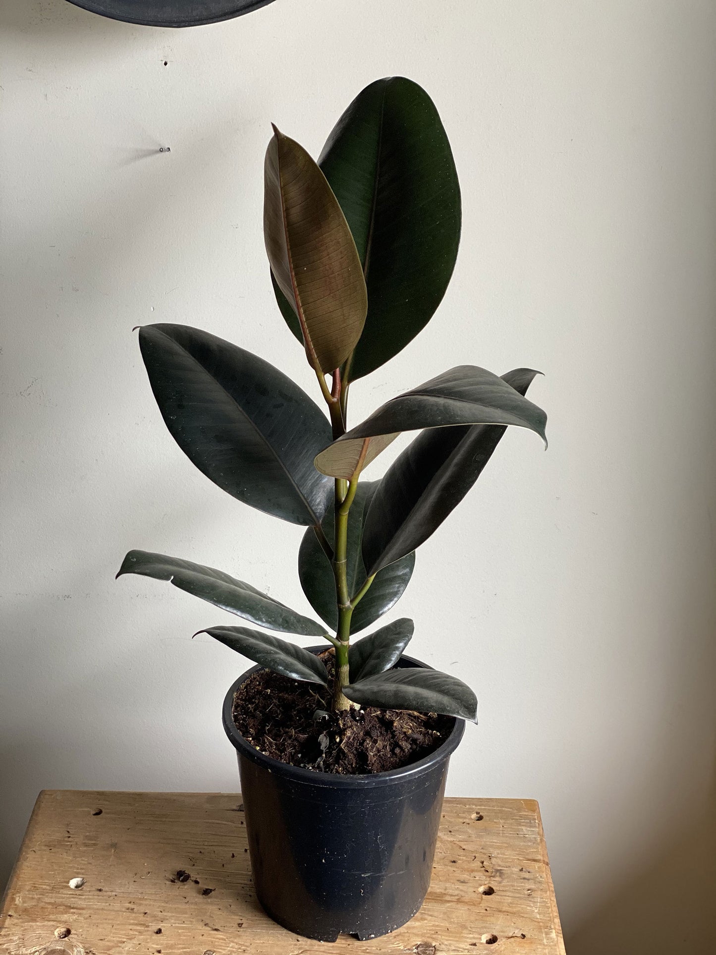 Burgundy Rubber Plant