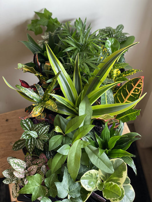 Assorted Tropical Plants