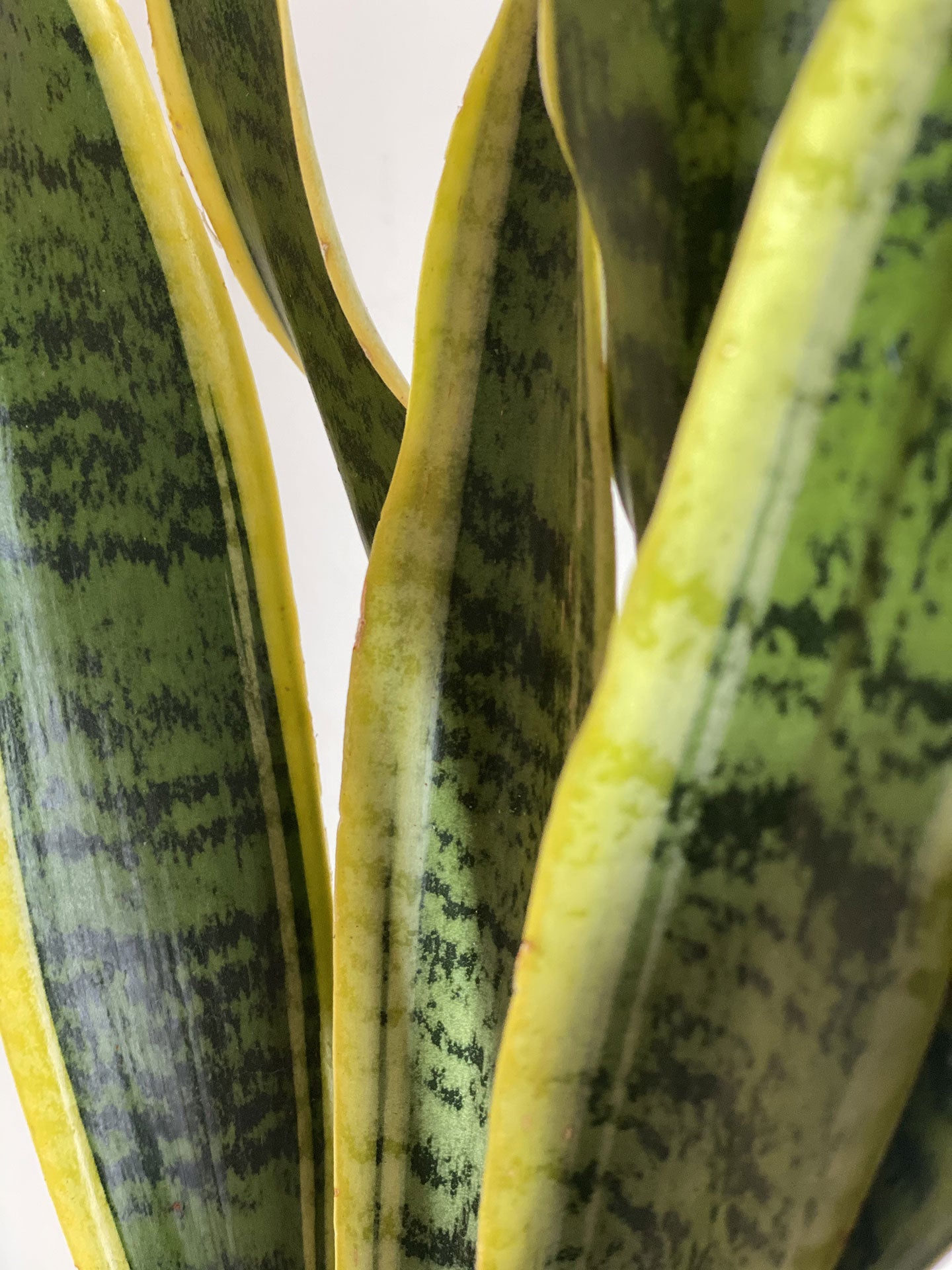 Snake Plant