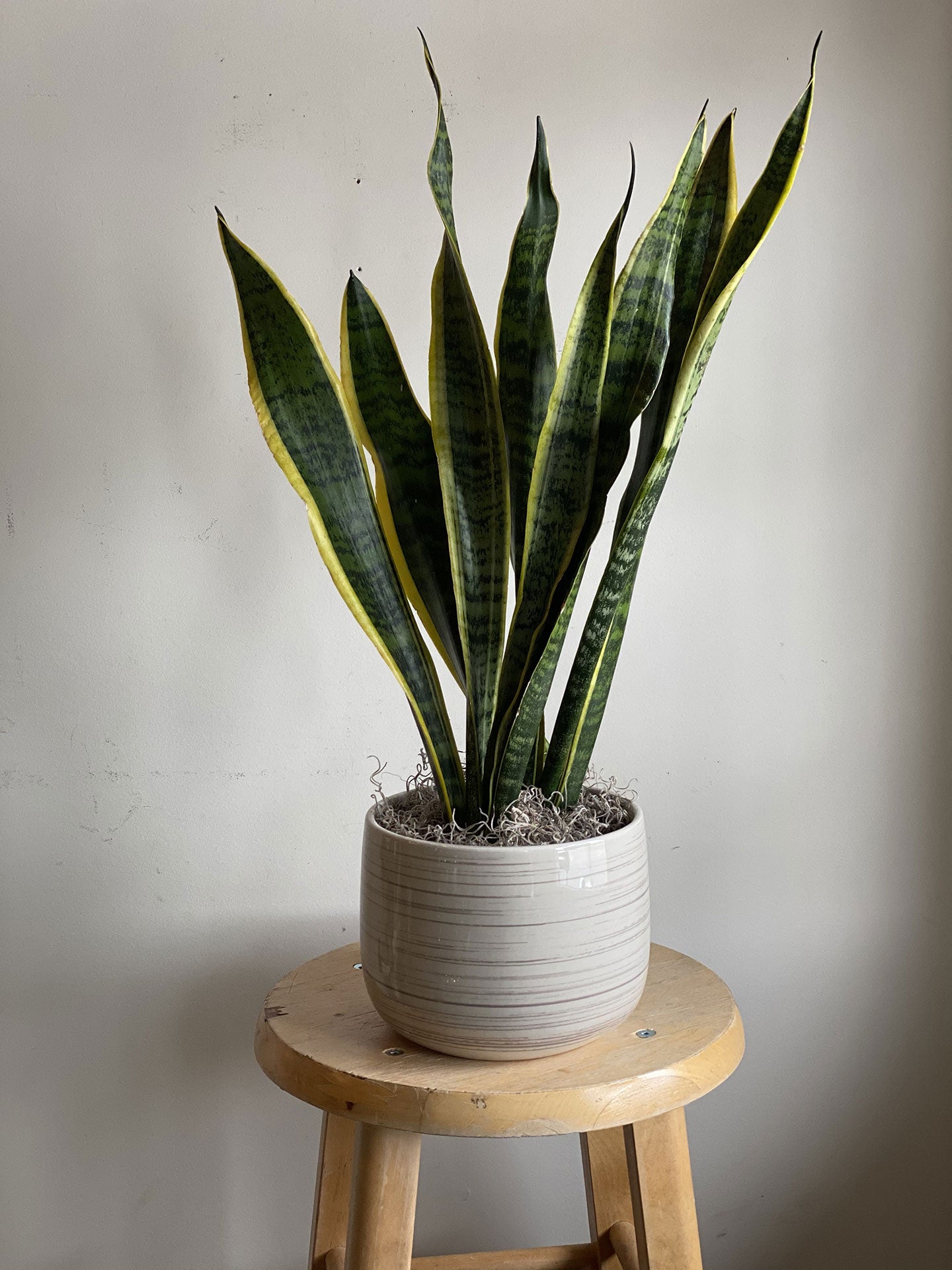 Snake Plant